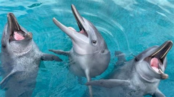 Animals, business: Dolphin Marine Conservation Park in Coffs Harbour forced into voluntary administration