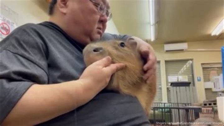 Yokohama’s Capybara Cafe Caters To Japan’s Obsession With The Giant Rodent